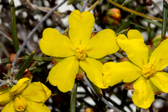 Hibbertia exasperata