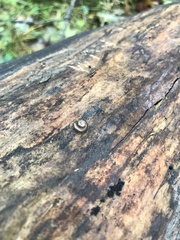 Cylindroiulus caeruleocinctus