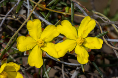 Hibbertia exasperata