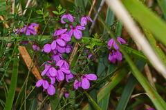 Tetratheca ciliata