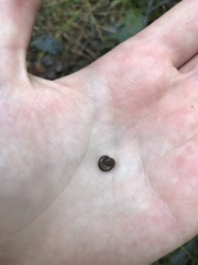 Cylindroiulus caeruleocinctus