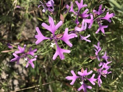 Clarkia pulchella