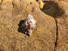 Turritriton labiosus