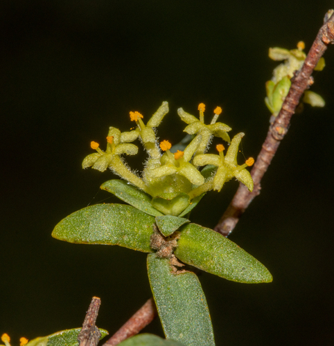 Pimelea microcephala R.Br.
