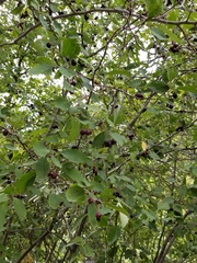 Crataegus rivularis