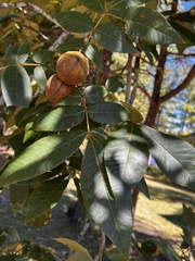 Carya pallida
