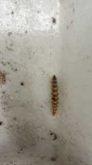 Tabanidae