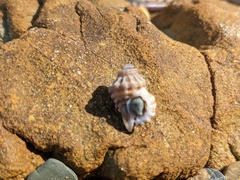 Turritriton labiosus