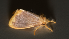 Euproctis fimbriata