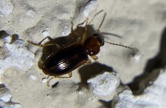 Stenolophini