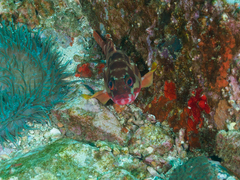 Epinephelus fasciatus