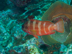 Epinephelus fasciatus