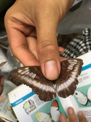 Tanaecia iapis
