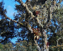 Vriesea