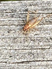 Anaxipha exigua