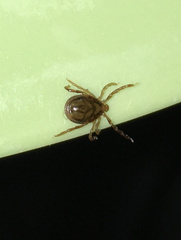 Ixodes
