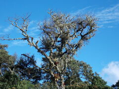 Vriesea