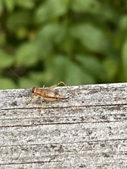 Anaxipha exigua