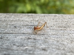 Anaxipha exigua