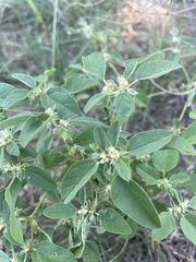 Croton monanthogynus