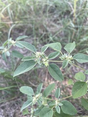 Croton monanthogynus