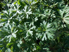 Geranium brasiliense