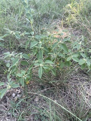 Croton monanthogynus