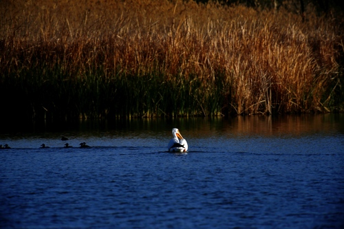 American White Pelican photographed in Nevada