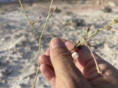 Anulocaulis leiosolenus