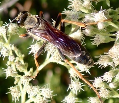 Sphex flavovestitus