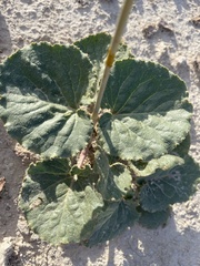 Anulocaulis leiosolenus