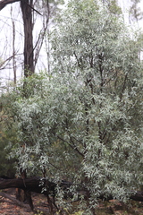 Santalum lanceolatum