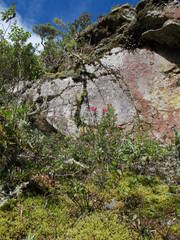 Esterhazya splendida