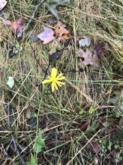 Hieracium lachenalii