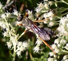 Sphex flavovestitus