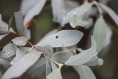 Santalum lanceolatum