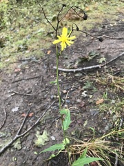 Hieracium lachenalii