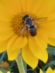 Megachile