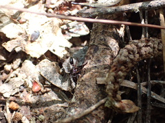 Odontomachus haematodus