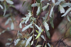 Santalum lanceolatum