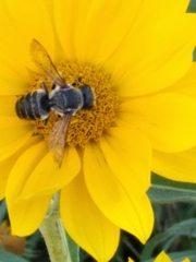Megachile