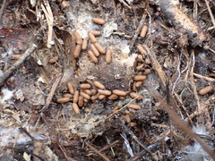 Odontomachus haematodus