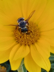 Megachile