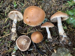 Cortinarius caninus