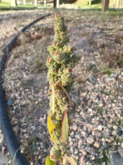 Chenopodium berlandieri