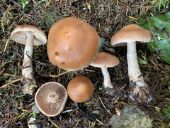 Cortinarius caninus