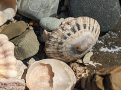 Bostrycapulus pritzkeri