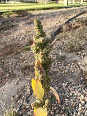 Chenopodium berlandieri