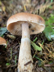 Cortinarius caninus