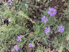 Verbenaceae